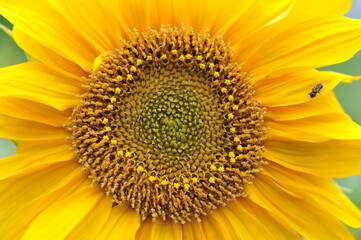 Close-up of a sunflower inflorescence and bright yellow petals.