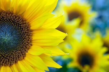 Close-up of a blooming sunflower against the background of a sunflower field.