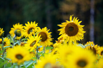 Blooming sunflowers in the field