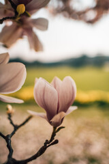 Pink magnolia flower on the tree. Background flowers.