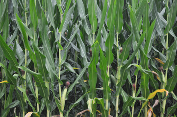 field of maize