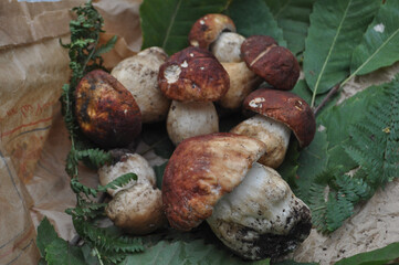 porcini mushroom vegetarian food (Boletus edulis)