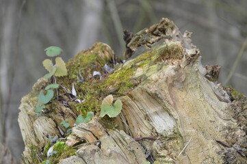 Tree with moss on top