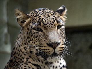 Portrait of a male Sri Lanka Leopard, Panthera pardus kotiya,