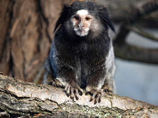 The black-tufted marmoset, Callithrix penicillata, sits on a branch and observes the surroundings.