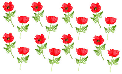 Fototapeta premium Set of poppy flowers on white background. Aquarelle botanical pattern.