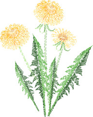 Embroidered Dandelion Flower Colored Illustration