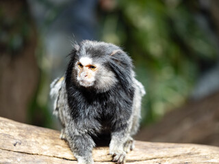 The black-tufted marmoset, Callithrix penicillata, sits on a branch and observes the surroundings.