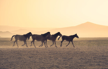 Running yilki horses in the sunset