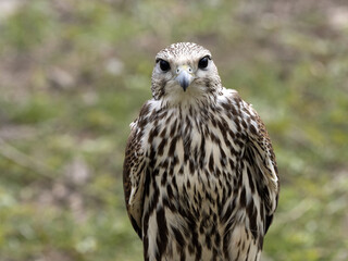 Portrait of an adult Peregrine falcon, Falco peregrinus