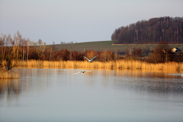 Dwa łabędzie w locie nad złotym jeziorem z wyspą. © Stanisław Błachowicz