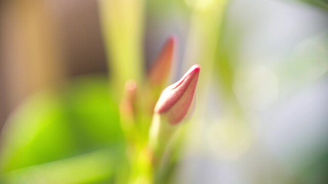 piante e fiori