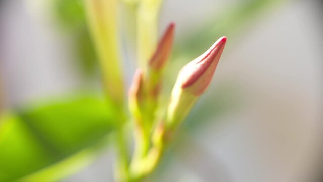 piante e fiori