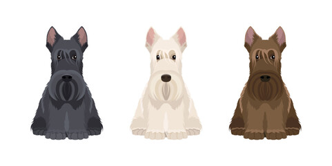 Vector hand drawn illustrations of  three sitting Scottish Terriers in three different colors isolated on white background