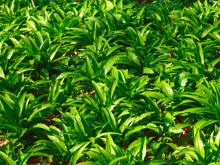 Wild garlic plants allium Ursinum in a forest