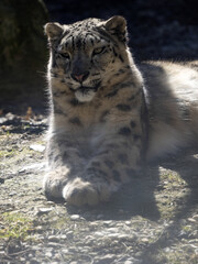 Resting male, Snow leopard, Panthera uncia