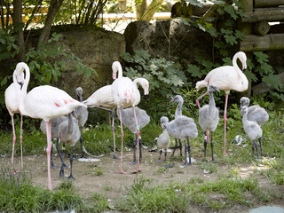  Rosy Flamingo group, Phoenicopterus roseus, with adult cubs