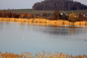 Dwa łabędzie w locie nad złotym jeziorem z wyspą. © Stanisław Błachowicz