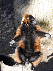 The red ruffed lemur, Varecia rubra, stretches its limbs and basks in the sun