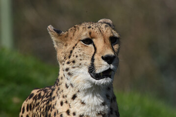 Nahaufnahme eines Gepard