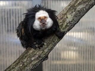 The white-headed marmoset, Callithrix geoffroyi, sits on a branch and observes the surroundings
