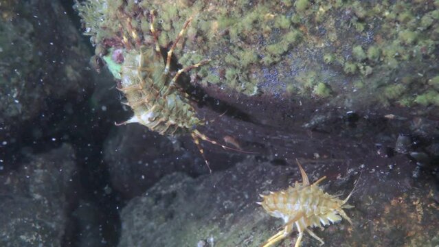 Crayfish Acanthogammarus underwater in animal world of Lake Baikal in Siberia Russia.
