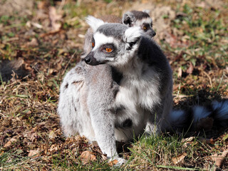 Group of females Ring-tailed Lemur, Lemur catta, playing with cub.