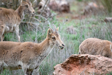 Beautiful Ibex female eating in the mountain meadow, these mountain goats live in harmony in the mountains and high places due to their agility to climb.