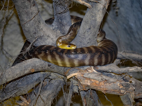 Ramsay's python, Aspidites ramsayi, is wrapped around a trunk.
