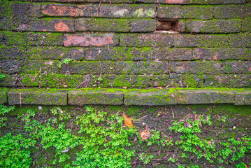 Old red brick wall covered with green, moss, fern texture background. Detail of nature, environmental and texture background concept.