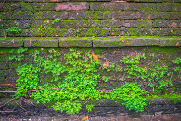 Old red brick wall covered with green, moss, fern texture background. Detail of nature,...
