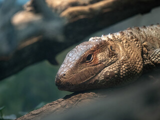 Caiman Lizard, Dracena guianensis, feeds mainly on snails