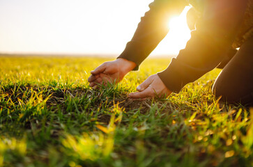 Farmer hand touches green leaves of young wheat in the field. Green Young wheat seedlings in the...