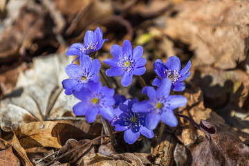 Violet flower or Hepatica Nobilis blooming in early springtime