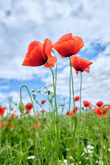 Bright red poppy flowers on the blue sky background.