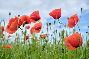 Bright red poppy flowers on the blue sky background.