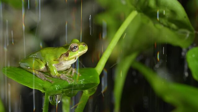 4K slow motion video of frogs bathing in water.
4K 120fps edited to 30fps.