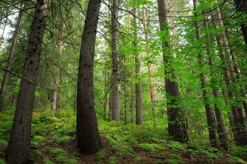 Fototapeta na wymiar Summer forest in the Carpathians, on a mountain slope