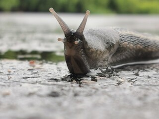 snail on the stone