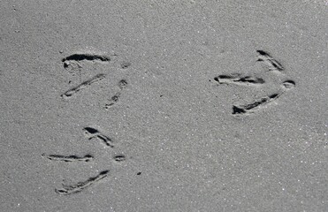 Fototapeta na wymiar traces de pattes de mouettes sur le sable à marée basse