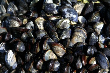  moules sauvages sur les rochers en Bretagne