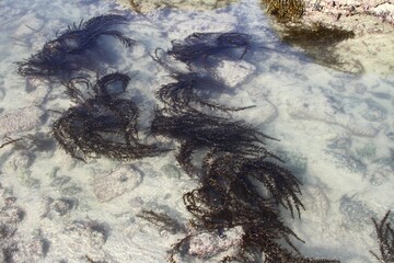 algues marines flottant au gré du courant