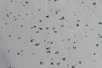 tortillons de ver dans le sable à marée basse