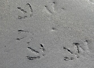 Fototapeta na wymiar traces de pattes d'oiseaux sur le sable de la plage à marée basse