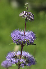 日本の秋の庭に咲くダンギクの紫色の花