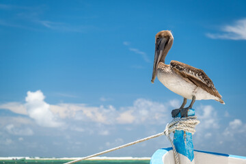 Pelican sitting on a boat. Pelican close-up against the blue sky in Playa Akumal, Mexico Yucatan - Powered by Adobe