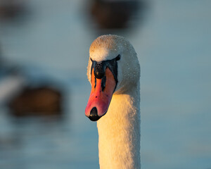 Łabędź Niemy  © Mariusz