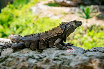 Close up portrait of a wild Lizard.