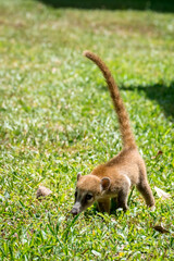 South American Coati (Nasua) in Mexican forest. Wild animal looking like raccoon