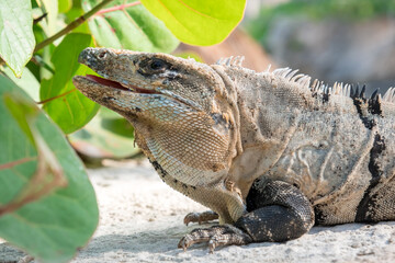 Close up portrait of a wild Lizard.